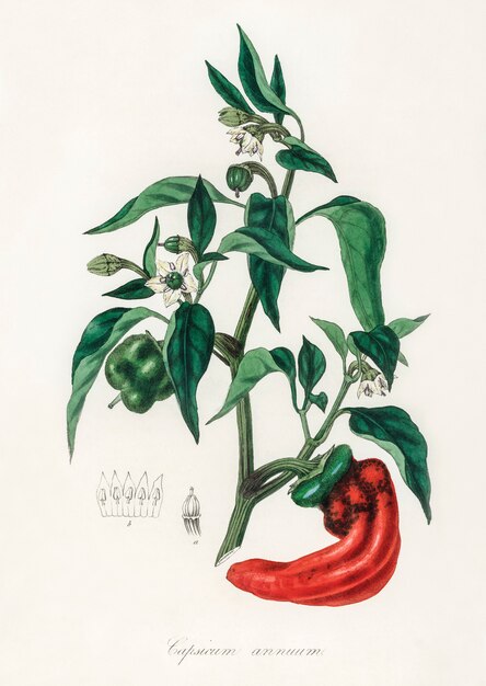 Sweet and chili peppers (Capsicum annuum) illustration from Medical Botany 