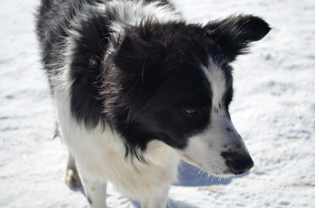 Sweet faced border collie dog in the winter.