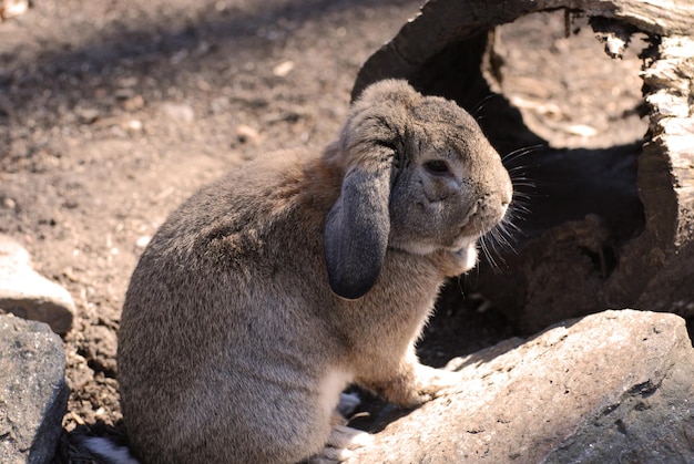 Free Photo sweet faced bunny rabbit quietly sitting.