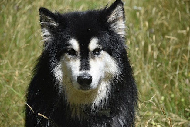 Free photo sweet husky dog sitting in a tall grass field