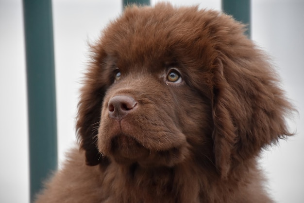 Free Photo sweet innocent expression on the face of a shaggy newfie