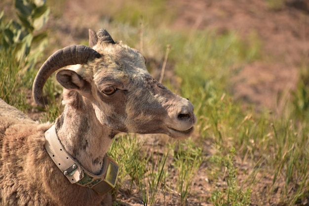 Free photo sweet juvenile bighorn sheep on a summer day