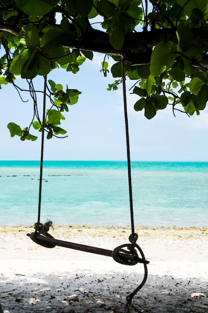 Free photo swing hang on a tree beside the beach