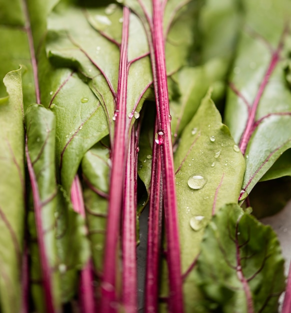 Free photo swiss chard leaves close-up