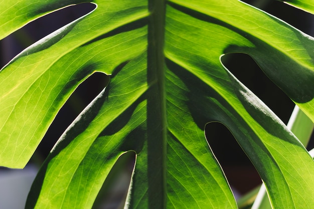 Symmetric green leaf