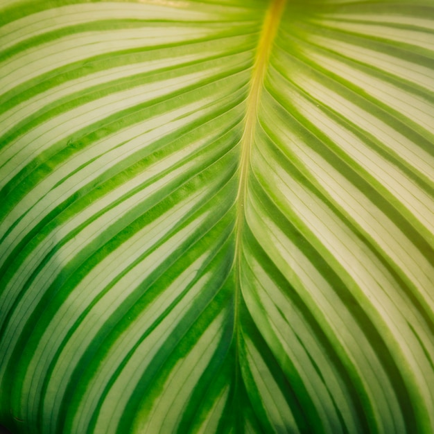 Free photo symmetrical of green leaf with stripes pattern