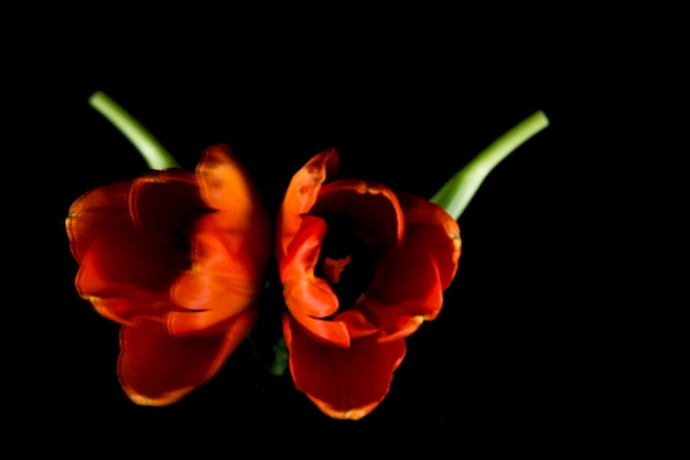 Free Photo symmetry of beautiful fresh orange tulip on black backdrop