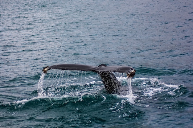 Free photo a tail of a large fish in the water