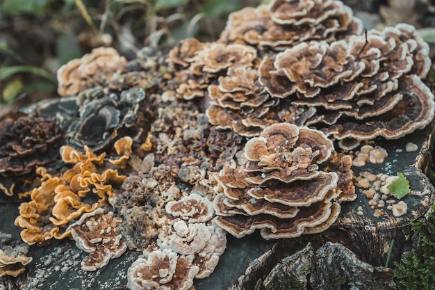 Free Photo tailed mushrooms growing on tree stump