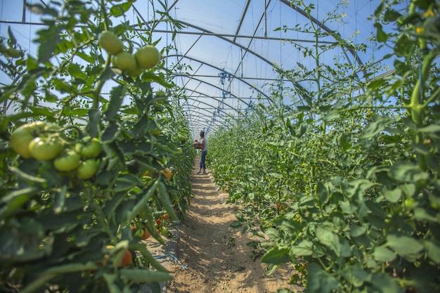 Taking care of the vegetables in a big greenhouse