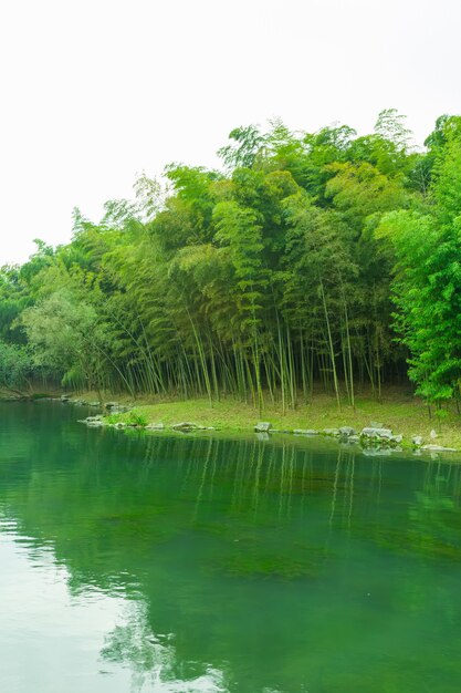 tall background tree grove green