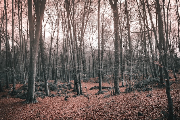 Free photo tall bare trees in a forest in autumn under the sunlight - great for spooky concepts