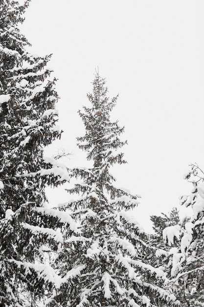 Free photo tall fir tree in snow