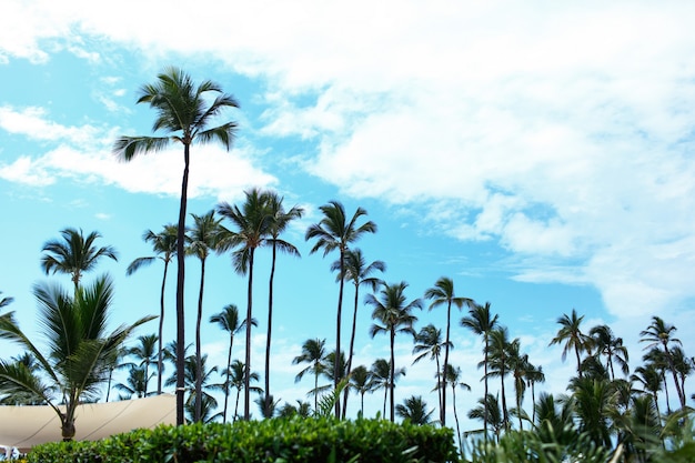 Tall green palms rise to blue summer sky