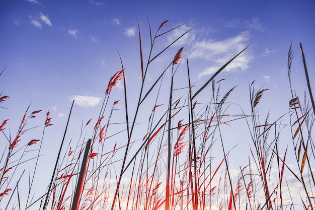 Free Photo tall greenery near a swamp with a blue sky