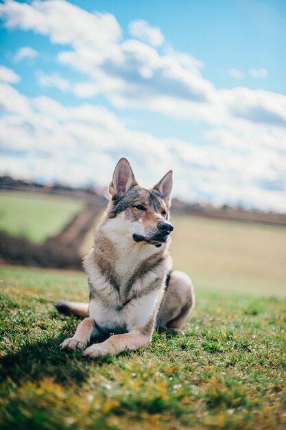 Tamaskan dog sitting in the garden during daytime