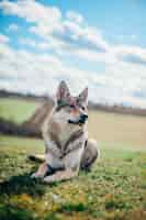 Free photo tamaskan dog sitting in the garden during daytime