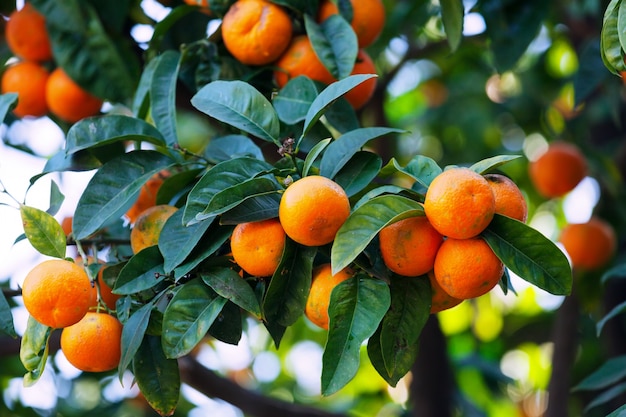 Free photo tangerines on  branch