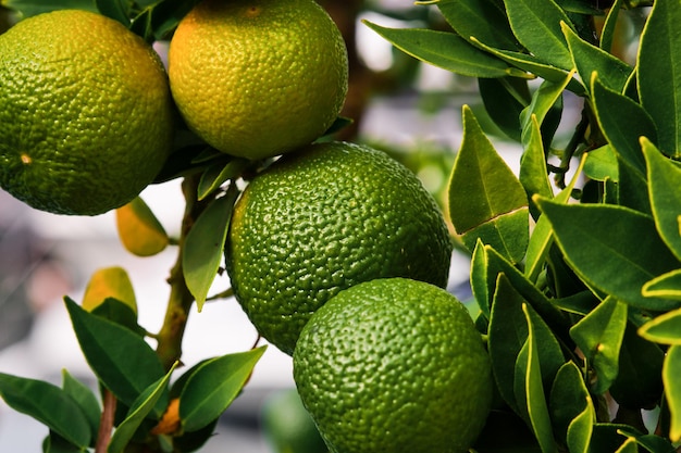 Free Photo tangerines on a tree in the garden ripening citrus fruits in the farm selective focus on the fruits