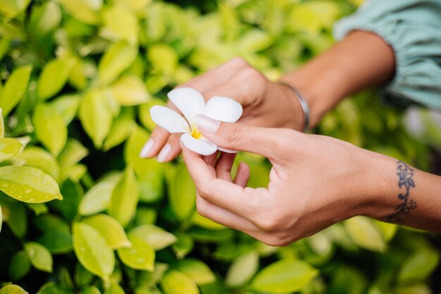 Tanned hand with natural manicure with jewerly cute silver bracelet holds white thai flower plumeria