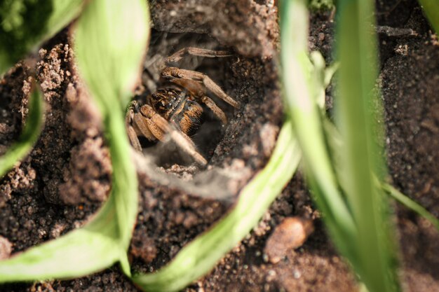 Tarantula spider in its hole, close up.