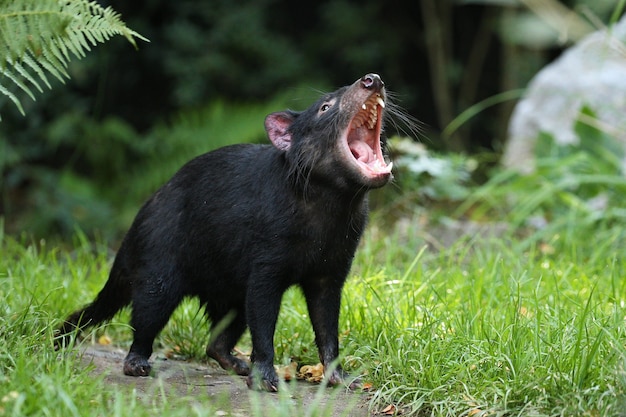 Tasmanian devil. Sarcophilus harrisii