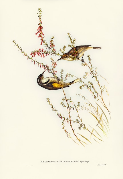 Free photo tasmanian honey-eater (meliphaga australasiana) illustrated by elizabeth gould