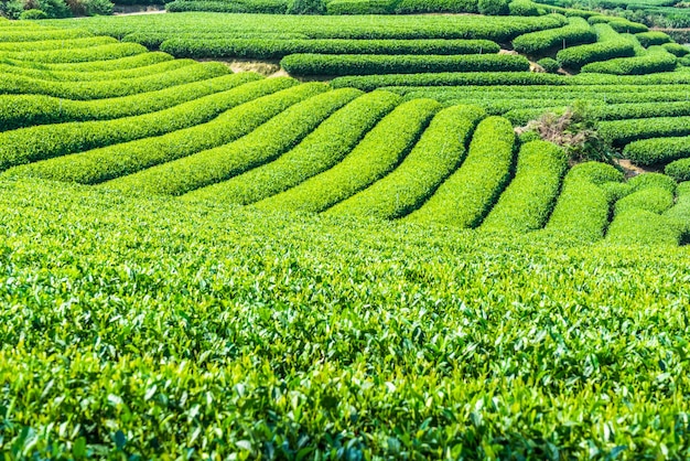 Free photo tea fields