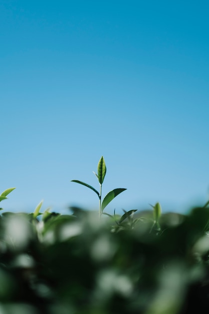 tea leaf in field