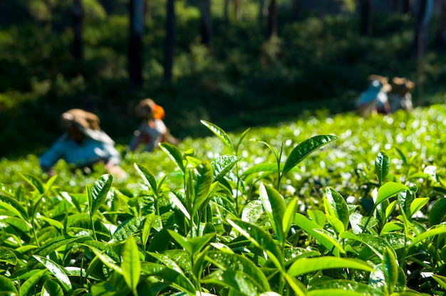 Tea pickers working at Kerela India.