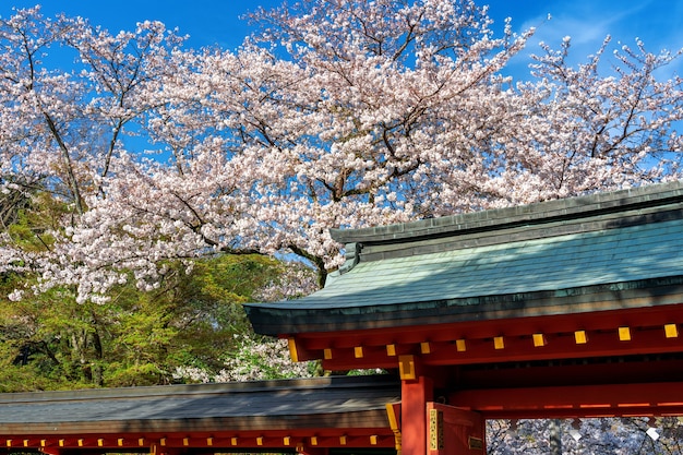 Temple roof and Cherry blossom in springtime, Japan.