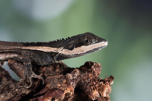 Free photo temporalis lizard camauflage on wood temporalis lizard closeup