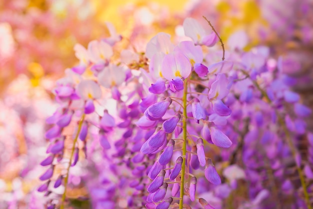 Free photo tender branches of wisteria flowers closeup soft selective focus idea for a background or postcard spring trips to the mediterranean sea