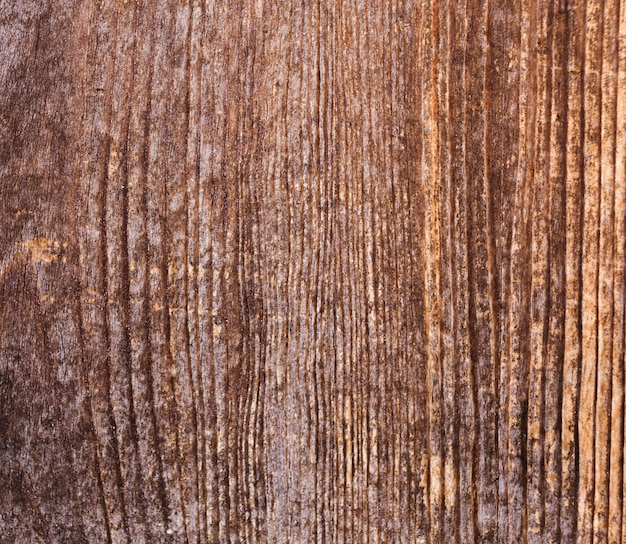 Free Photo texture of bark wood with old natural pattern