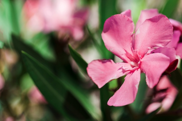 Texture of close up flowers