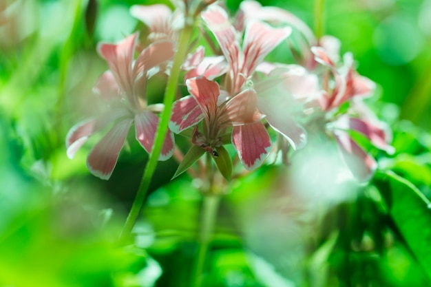 Free photo texture of close up flowers