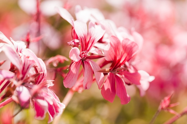 Texture of close up flowers