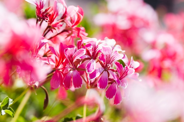 Texture of close up flowers