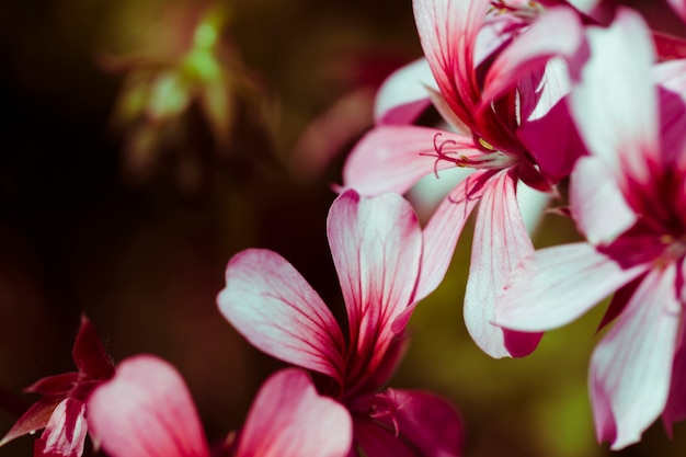 Free photo texture of close up flowers