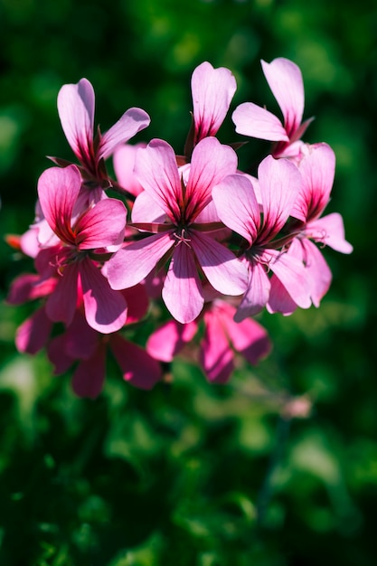 Free photo texture of close up flowers