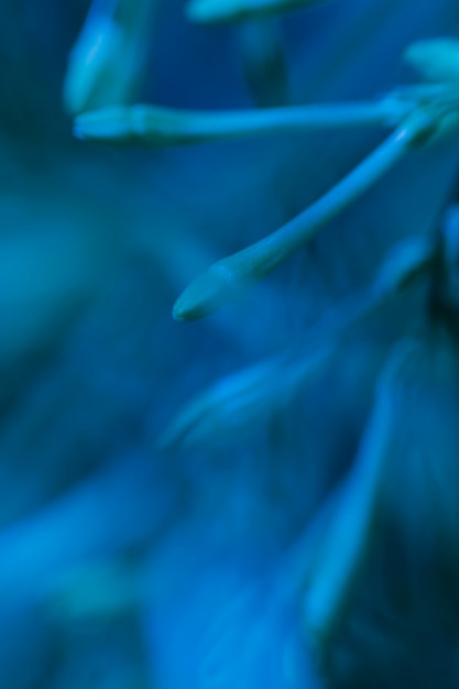 Texture of close up flowers