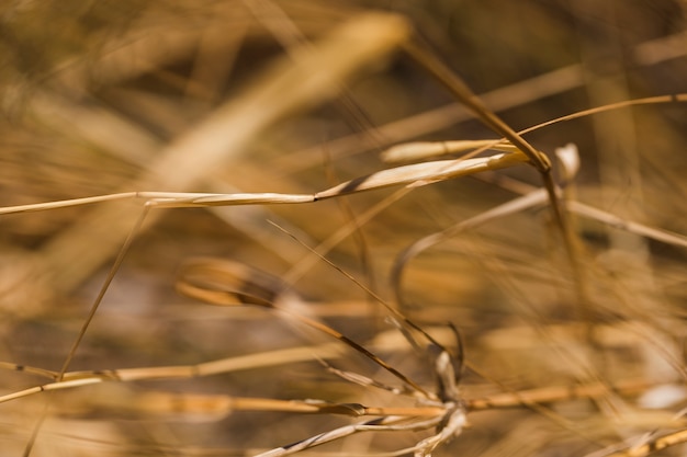 Texture of close up plants