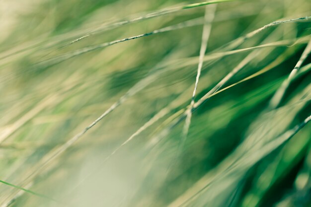 Texture of close up plants