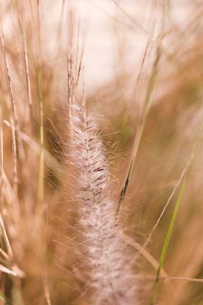 Texture of close up plants