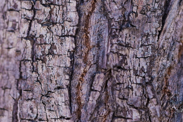 Texture of close up wood