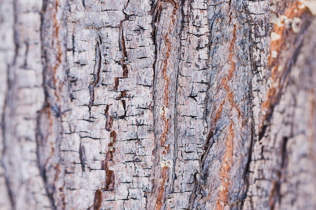 Free Photo texture of close up wood