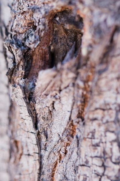 Texture of close up wood