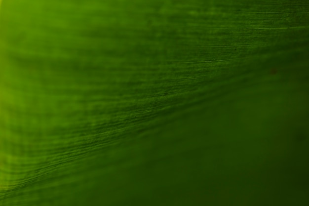 Free Photo texture of green leaf