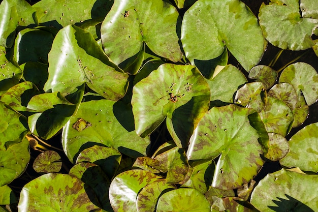 Free Photo texture of green leaves