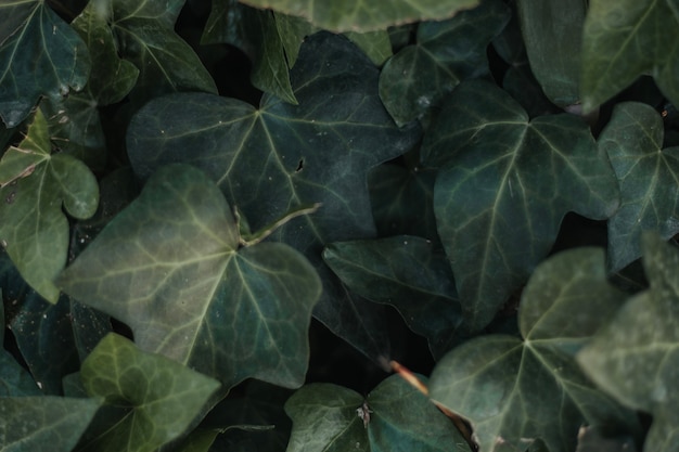 Free photo texture of green leaves